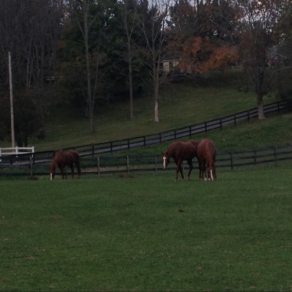 five4horses